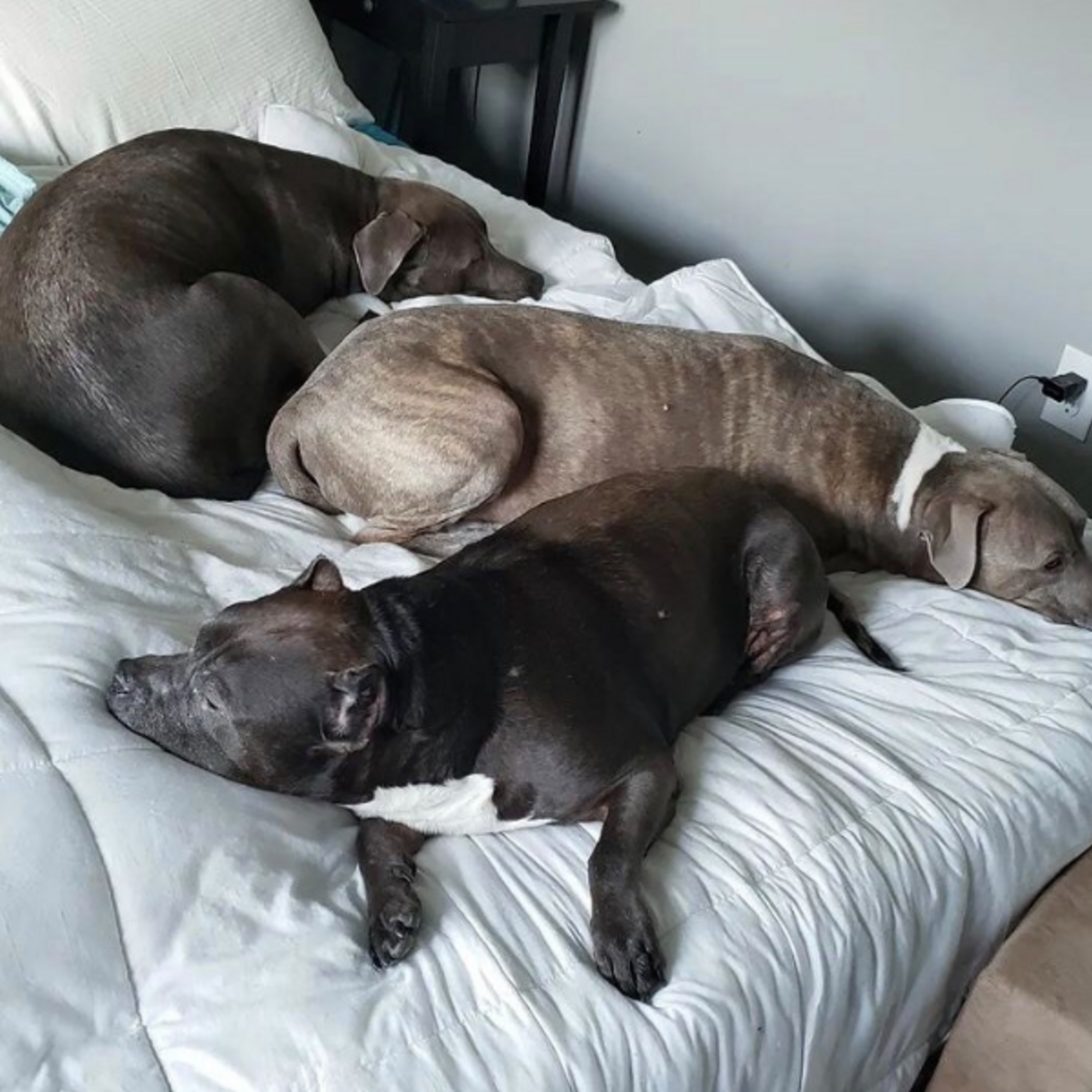 Episode 42: "Have Individual Time": Managing Multiple Dogs with Kate Hosier episode artwork