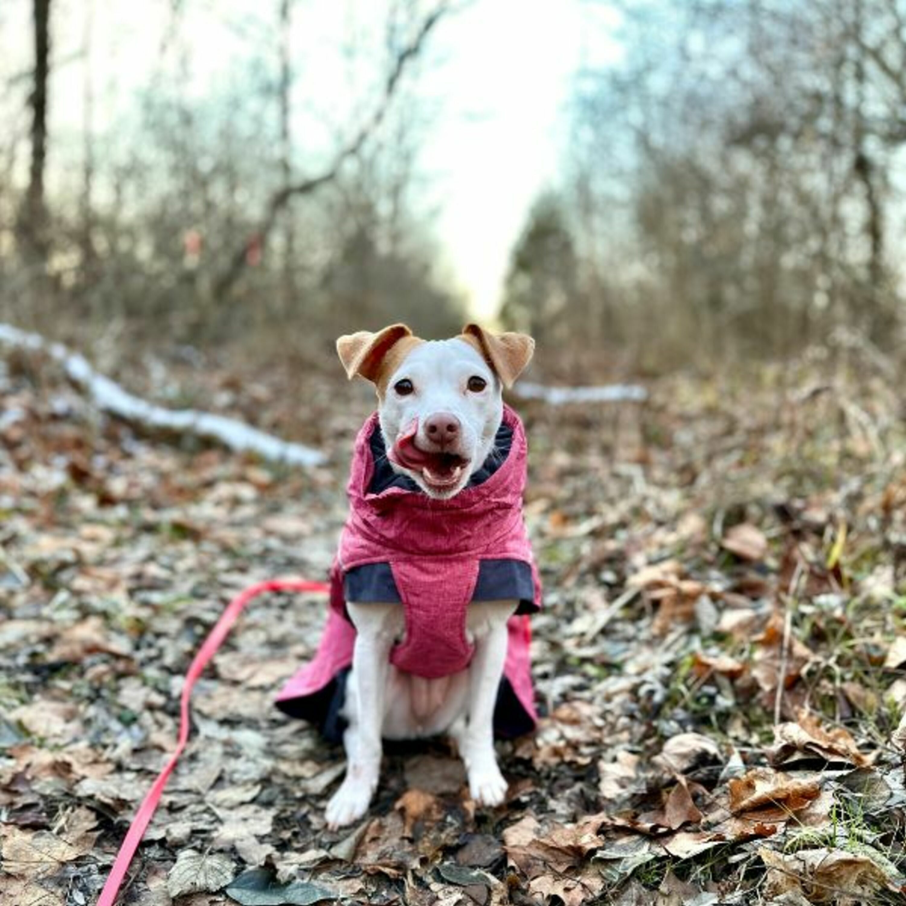 Episode 50: “I Started To See We Were Making Progress": Trick Training for Confidence with Kaylin of Luna the Trick Dog episode artwork
