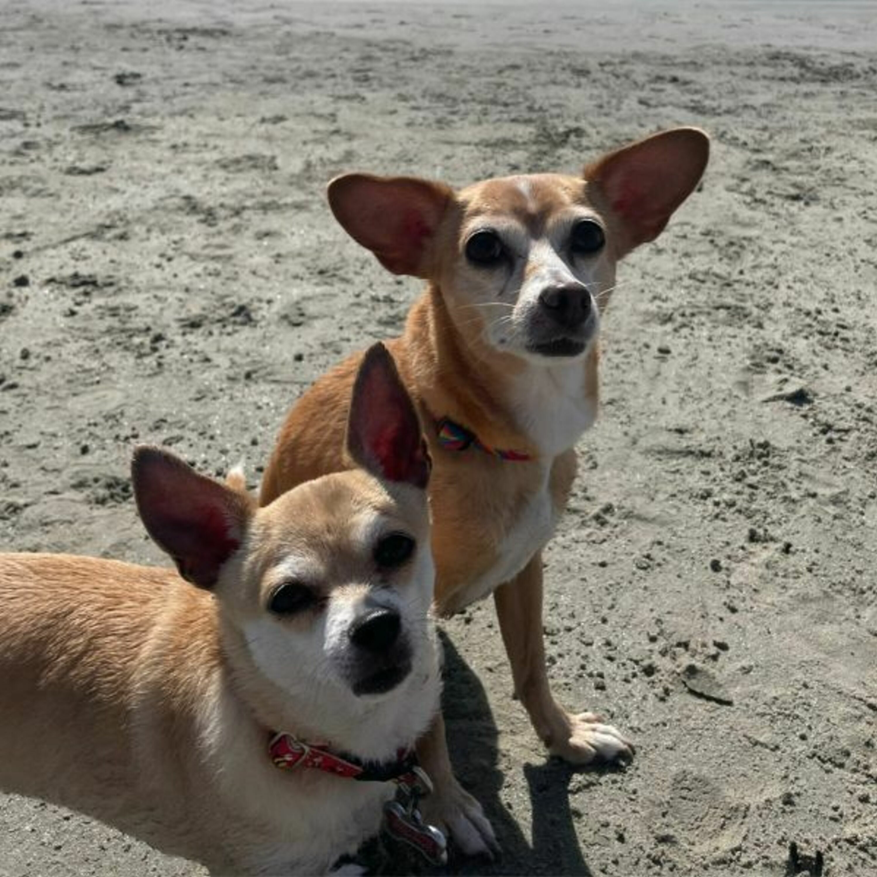 Episode 48: “It’s Amazing What Those Little Dogs Can Do”: Talking Small Dogs with Vivian Pineda episode artwork