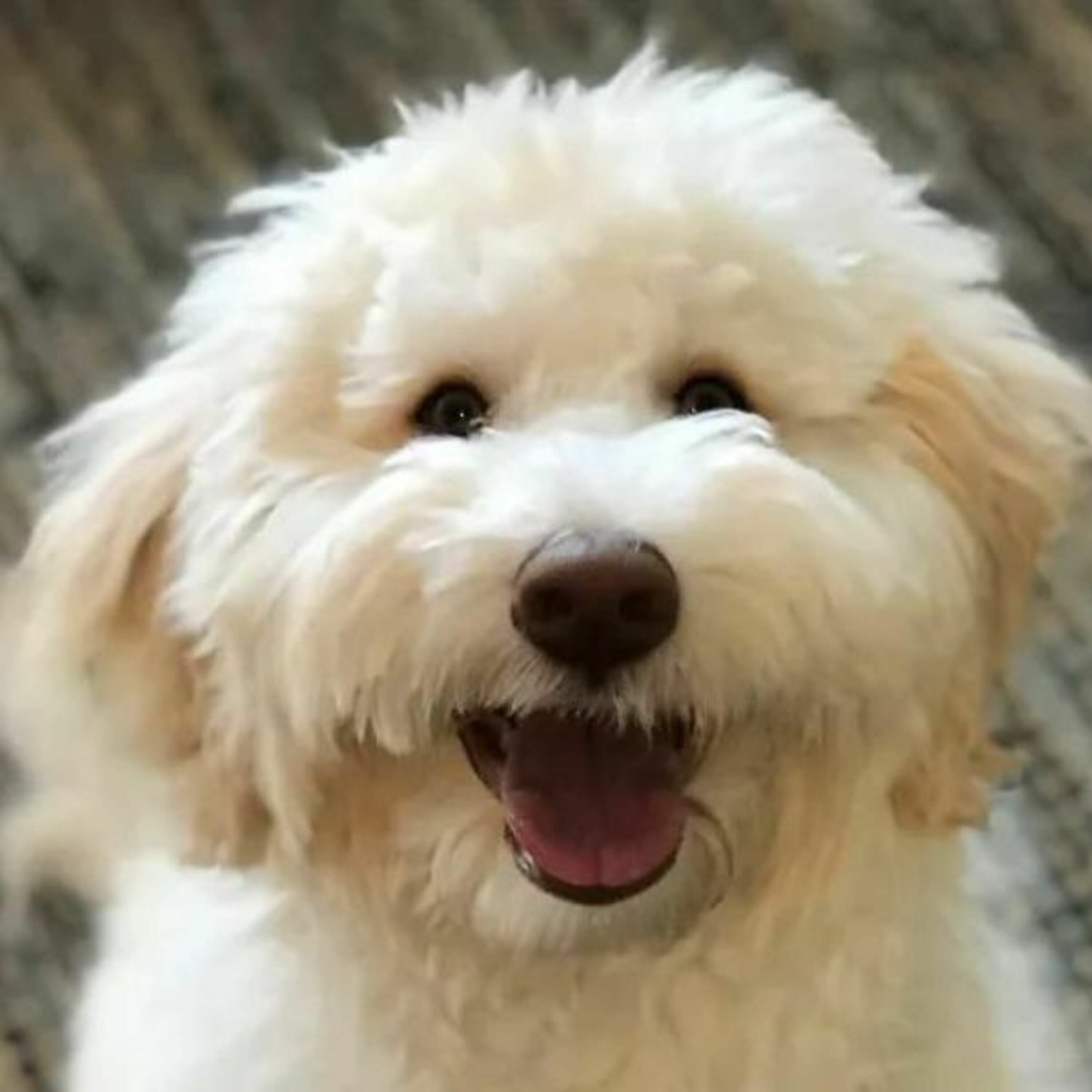 Episode 49: "Dogs Tug On Our Shirt, Too": The Importance of Puppy Socialization with Marge Rogers and Eileen Anderson episode artwork