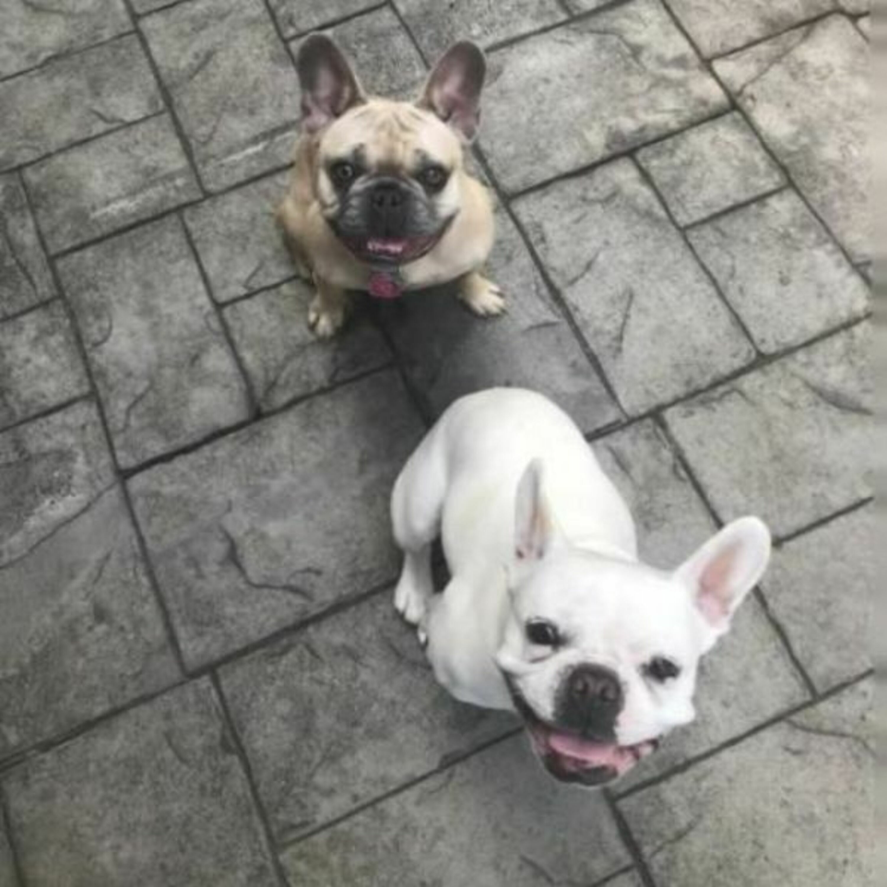 Episode 39: "Little Frenchies Can Actually be Pretty Ferocious": Client Spotlight on Lily and Lola episode artwork