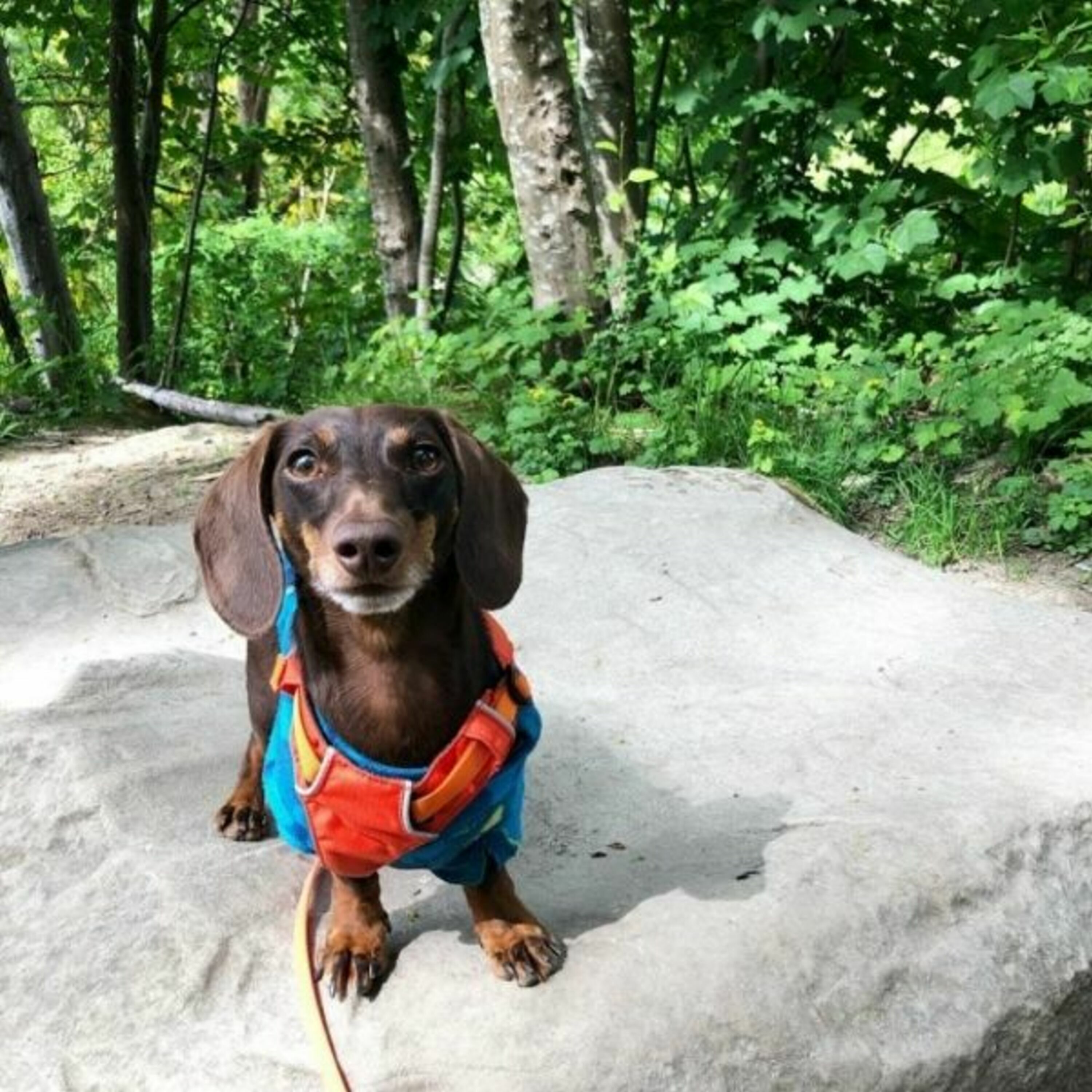 Episode 51: "He Definitely Has Some Big Feelings": Small Dogs and Reactivity with Bernadette Tow of Hershey the Weenie episode artwork
