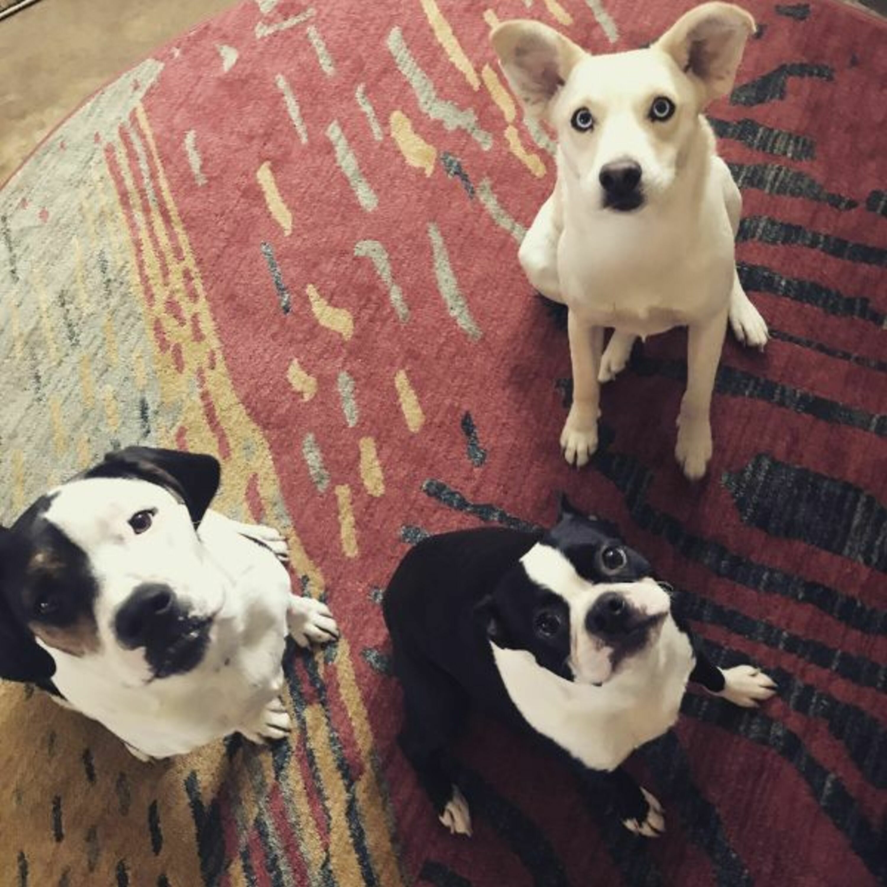 Episode 41: “My Awareness Changed”: Client Spotlight on Bob, Diesel, and Bonnie episode artwork