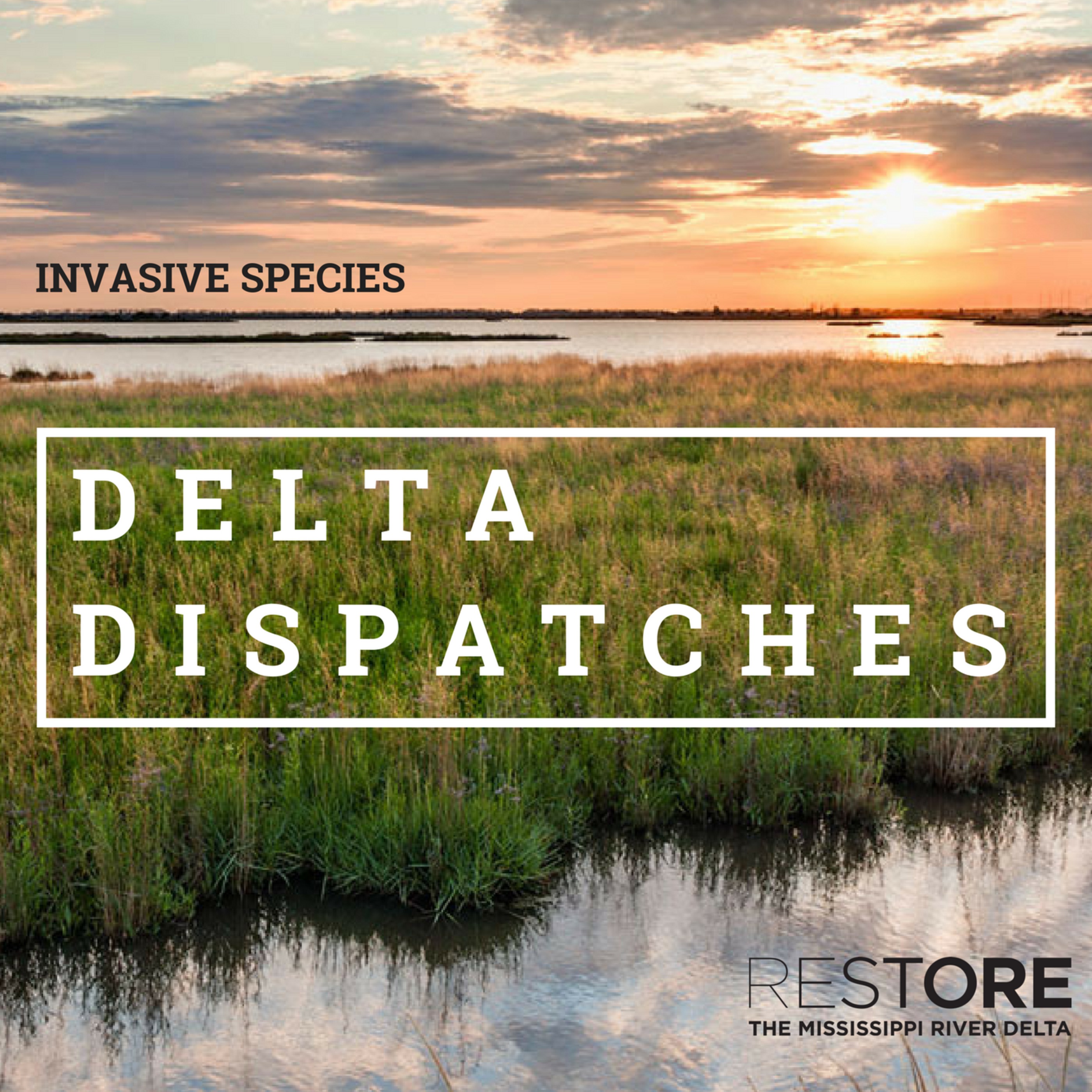 Invasive Species