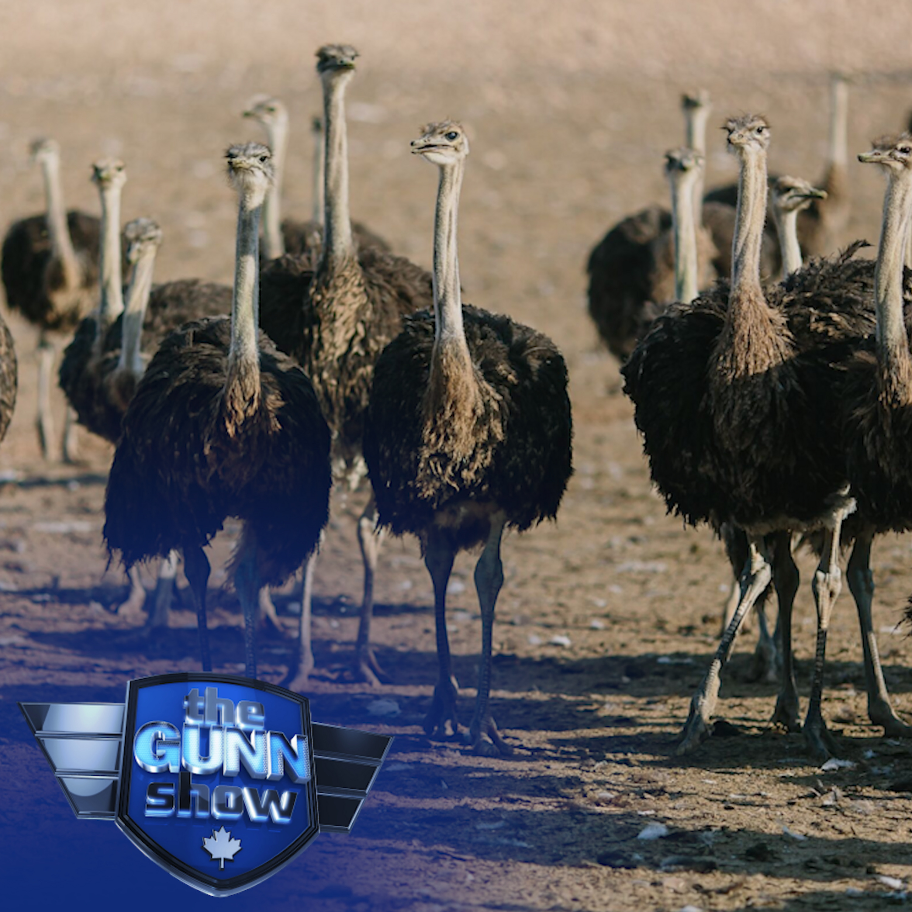 SHEILA GUNN REID | The CFIA slaughtered their ostriches — now it won't pay the farmers a cent episode artwork