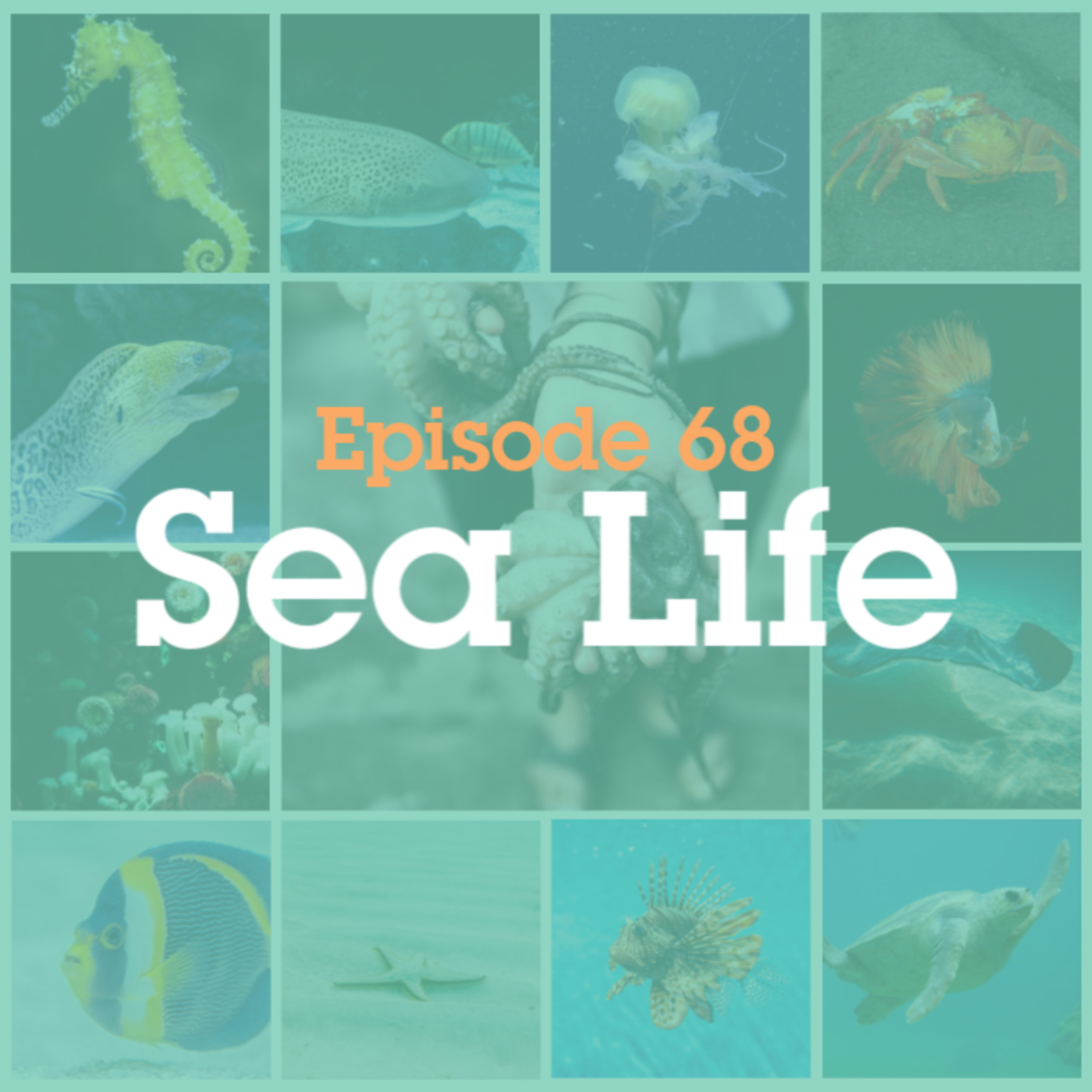 Episode 68: Sea Life episode artwork