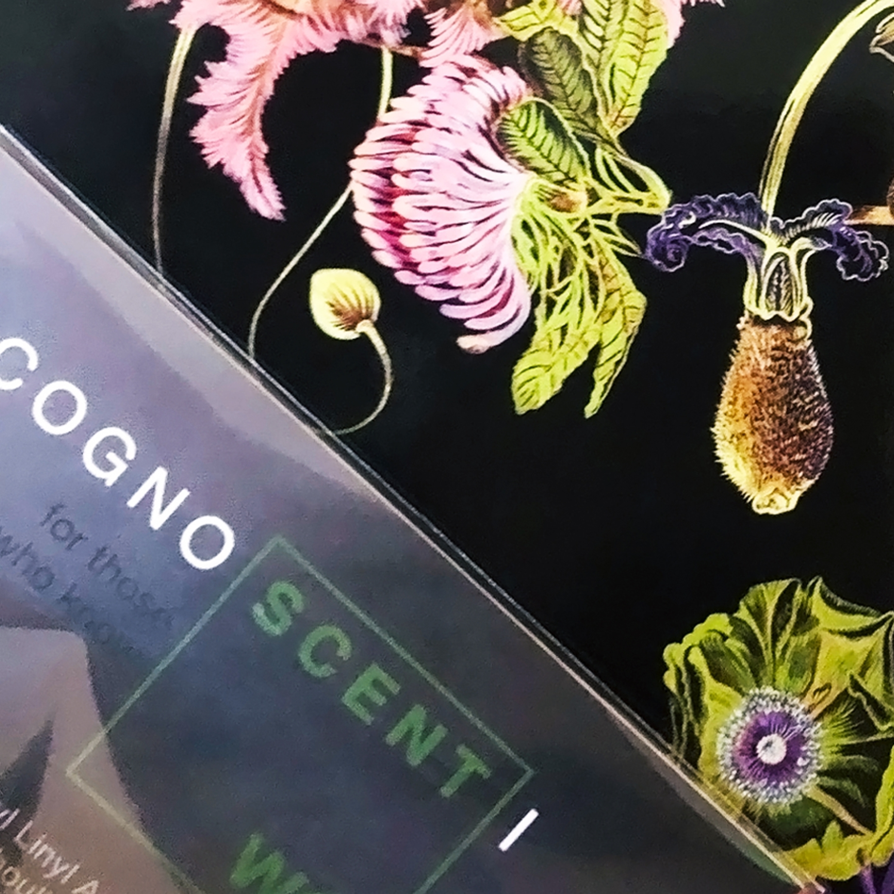 The Magic and Art of Scent Making episode artwork