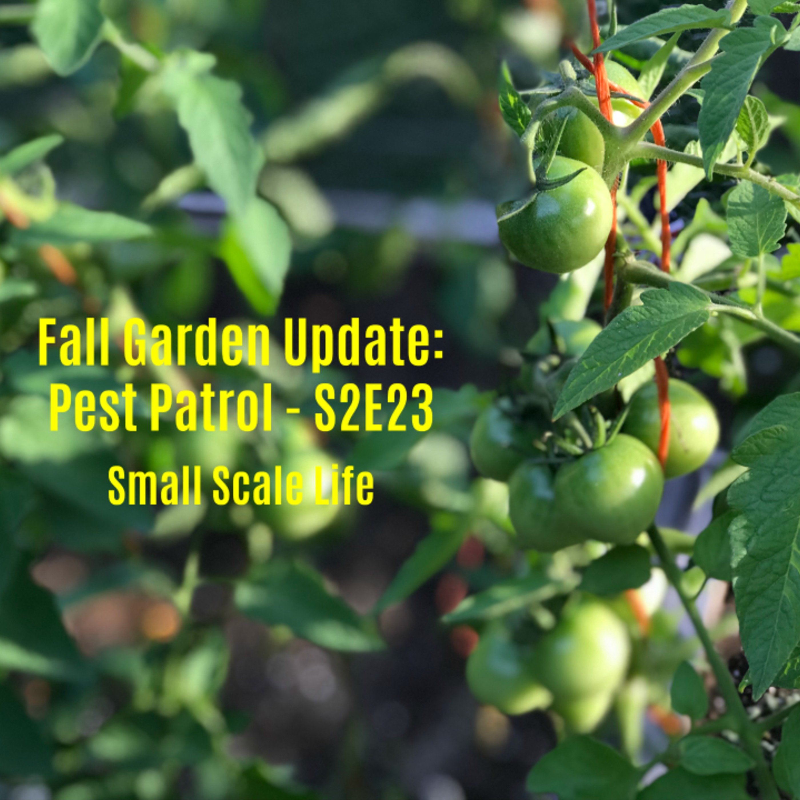 Fall Garden Update: Pest Patrol