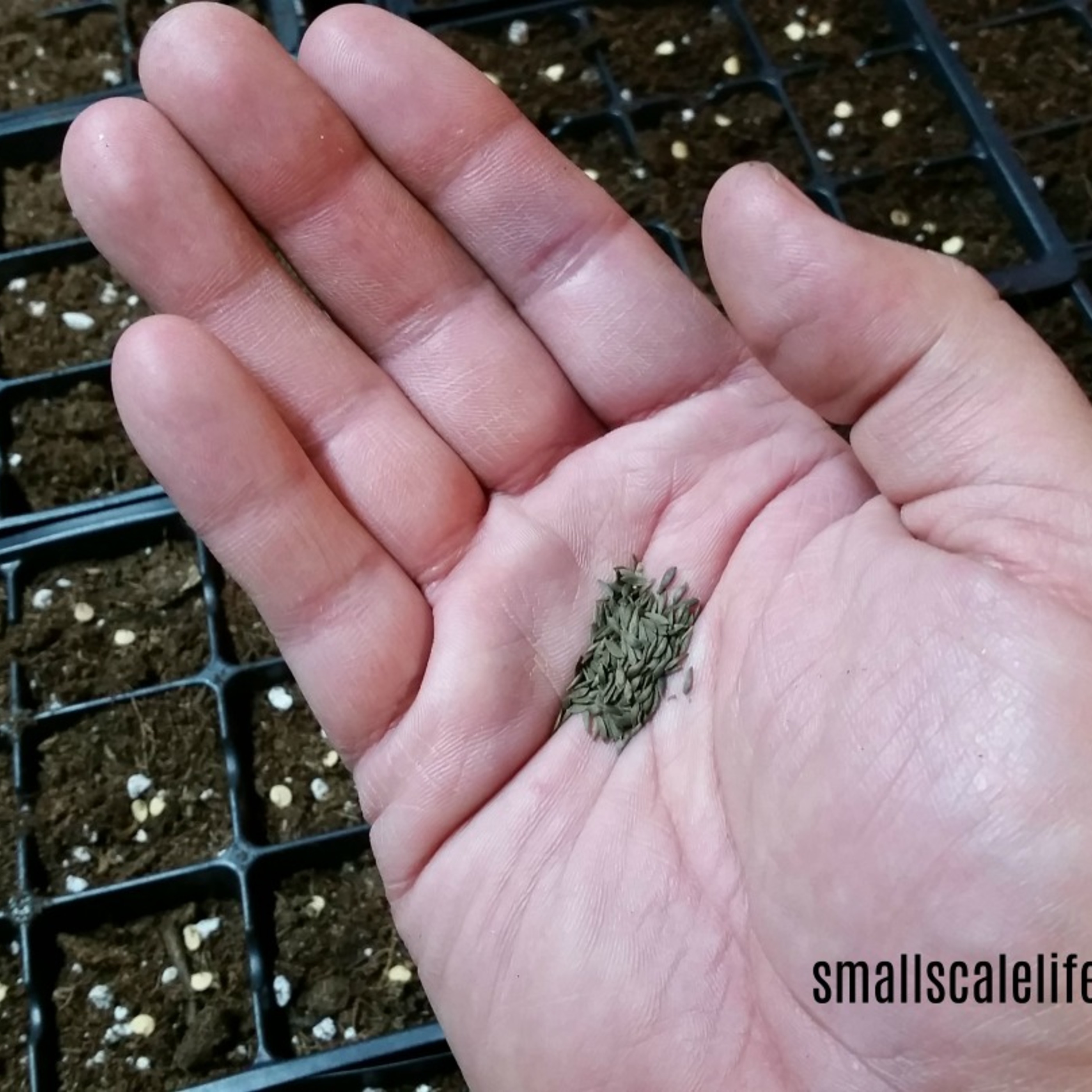 Small Scale Life Podcast