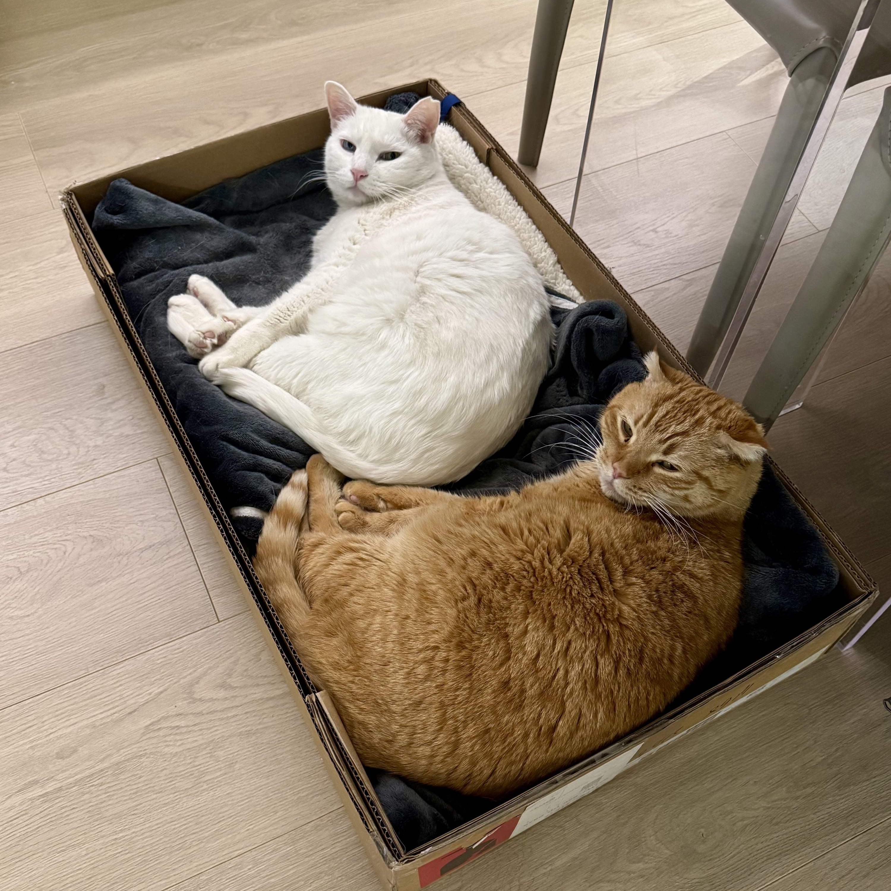 史蒂夫说448期 – 咨询师回信:你不是不值得被爱,你是情绪性闪回了