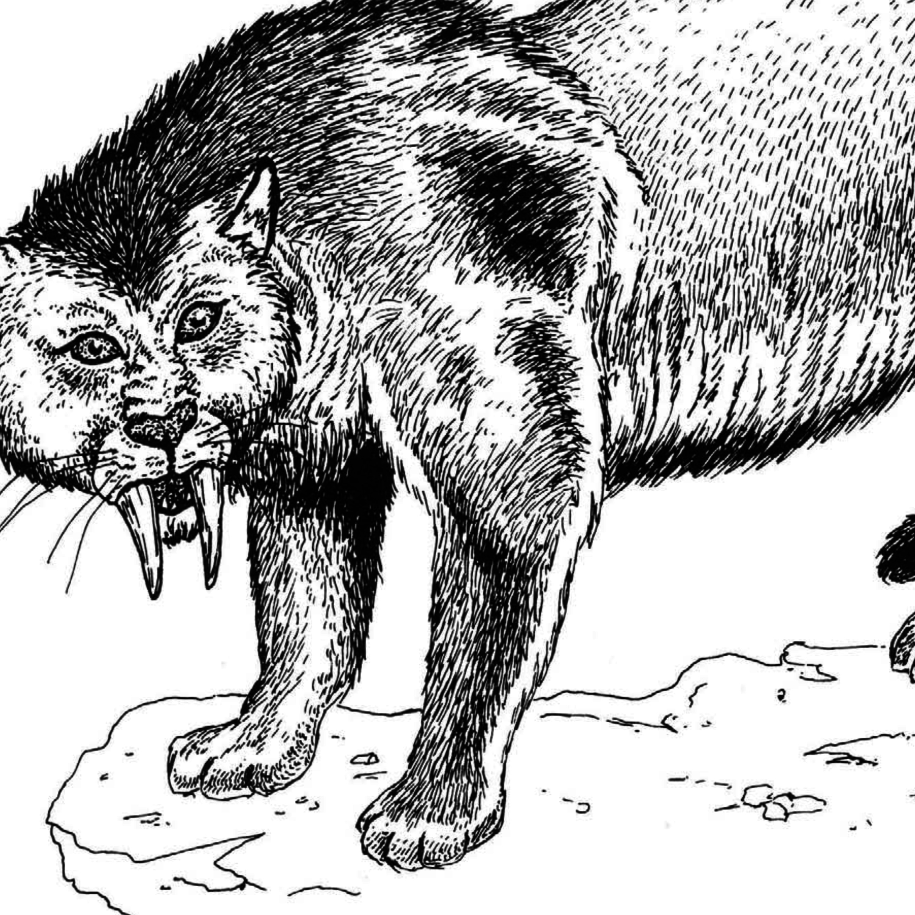 Saber-tooth Cat