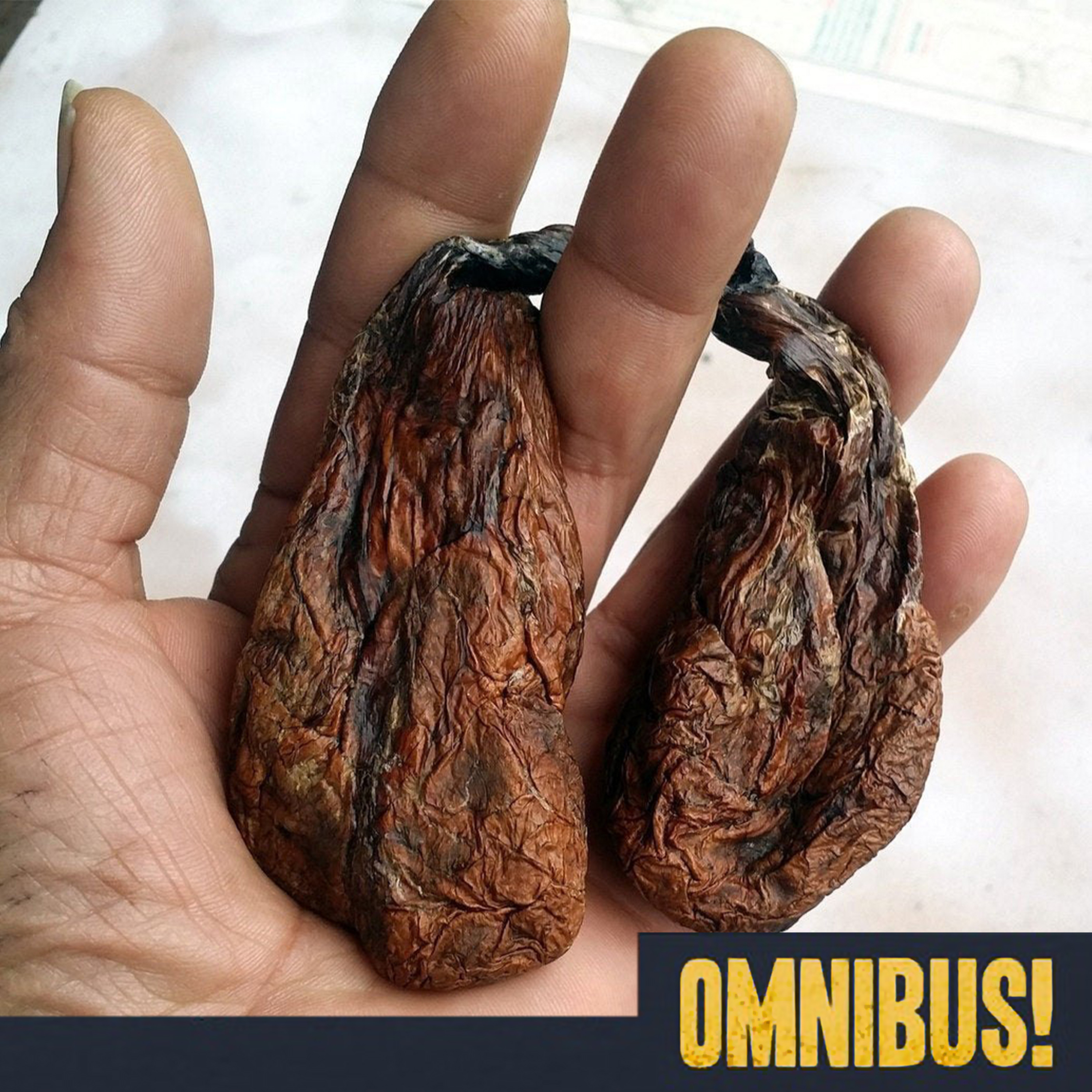 How Anal Secretions from Beavers Can Enhance Perfumes