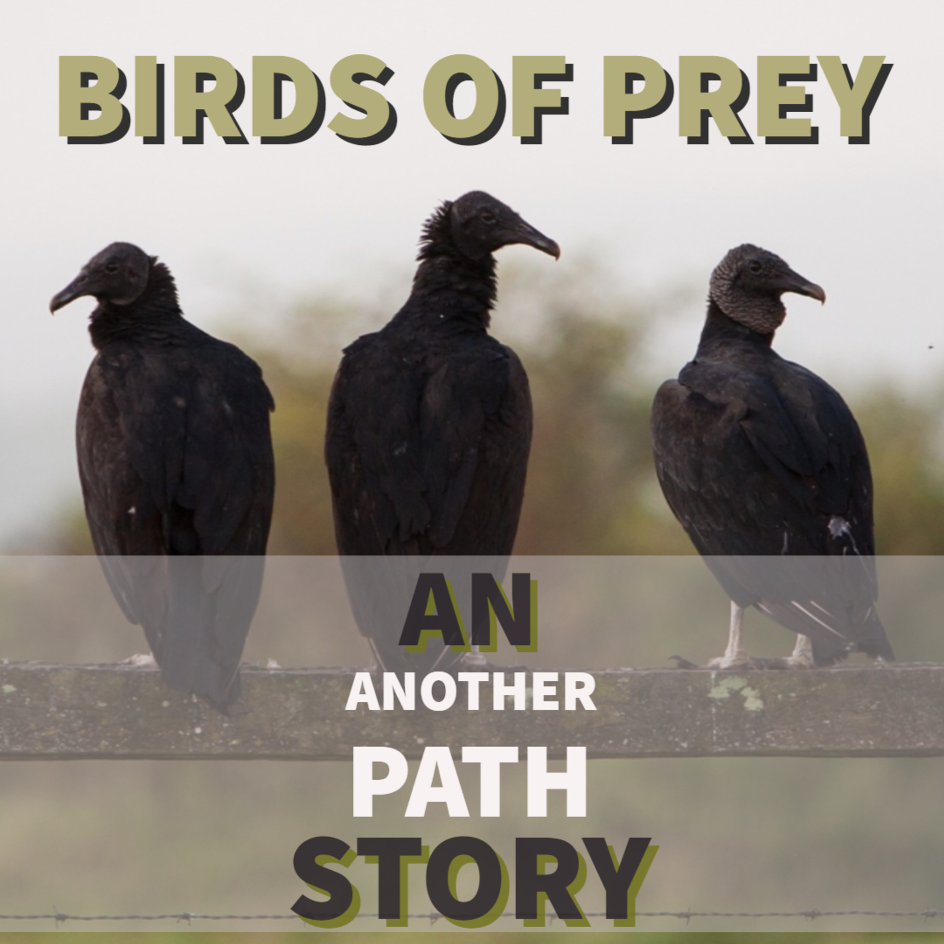 Birds of Prey: A Display of Plumage