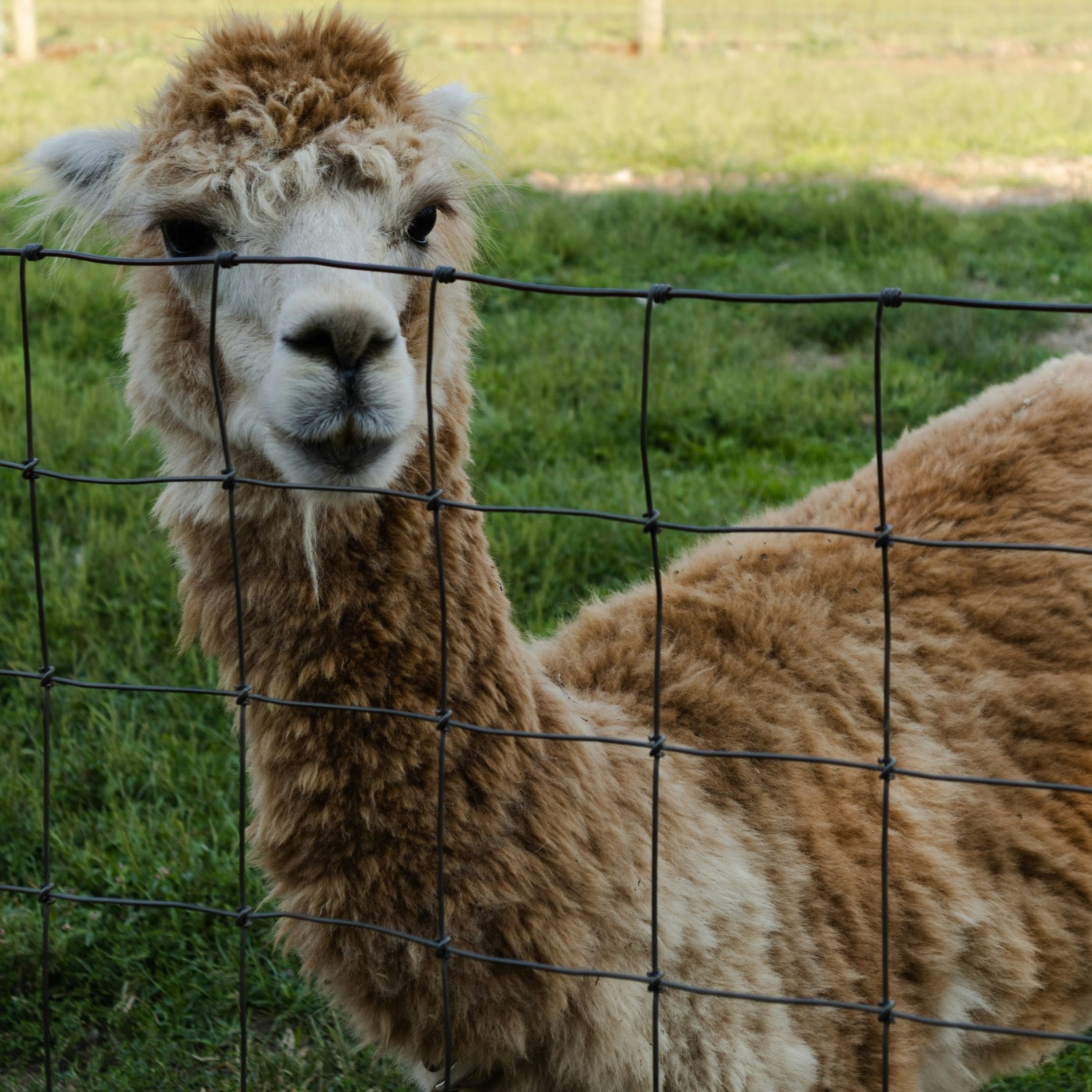 Beware of the Llama