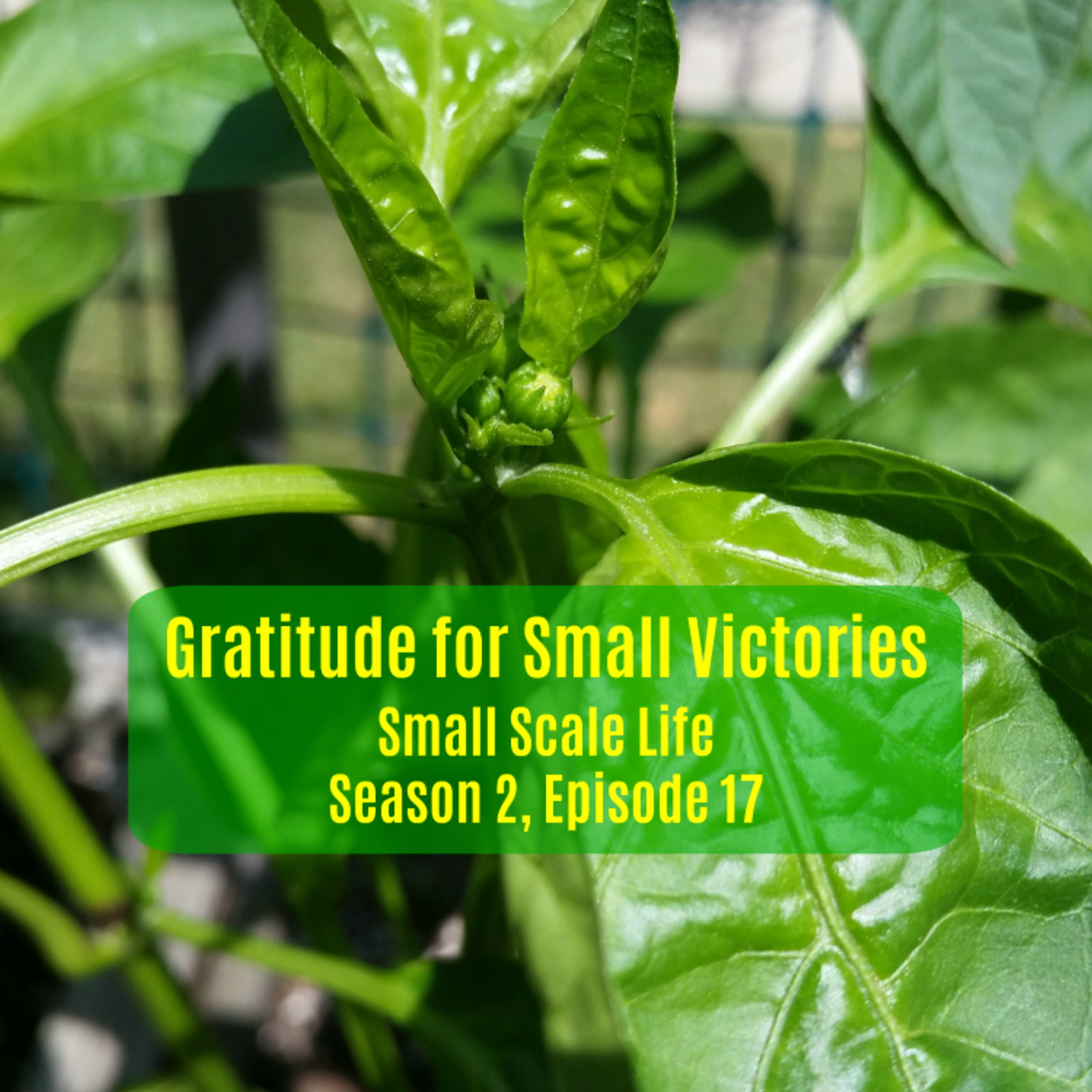 Gratitude for Small Victories - S2E17