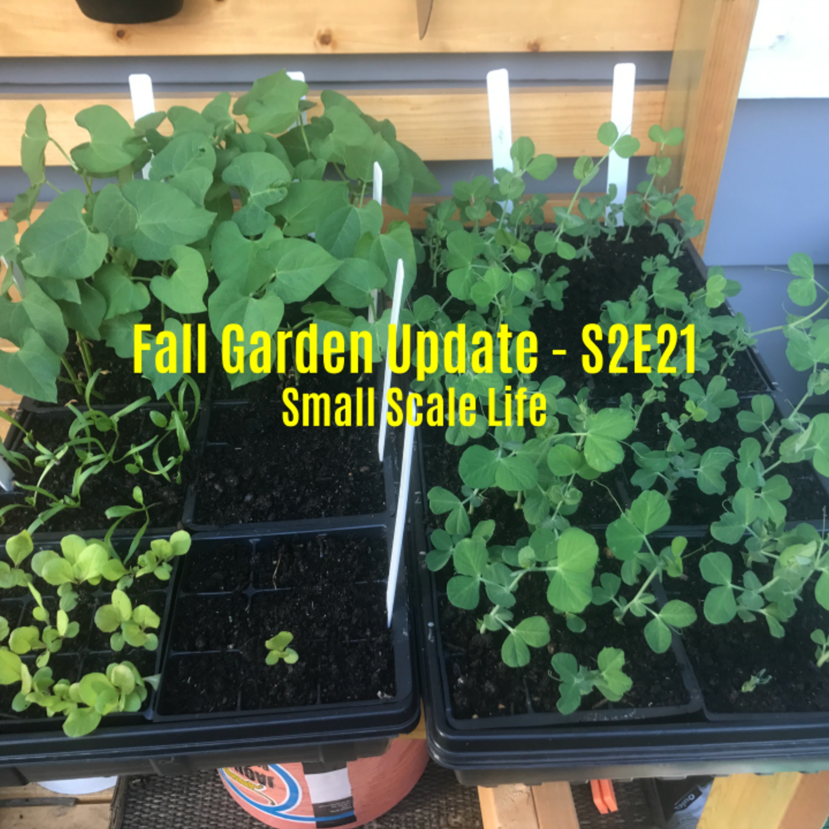 Fall Garden Update - S2E21
